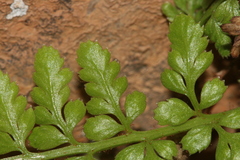 Asplenium billotii image