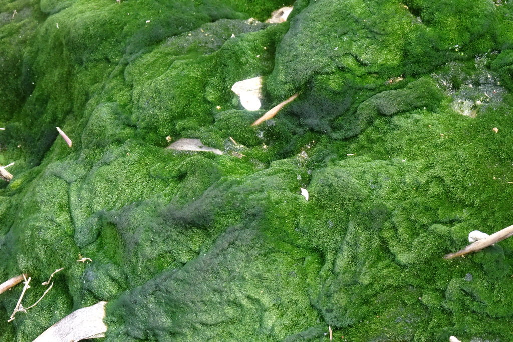 Yellow-green algae