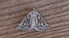 Plataea californiaria