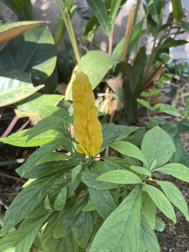Pachystachys lutea image