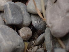 Prostemma sanguineum