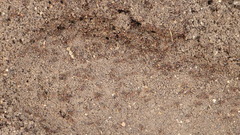 Solenopsis invicta