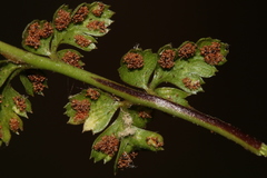 Asplenium billotii image