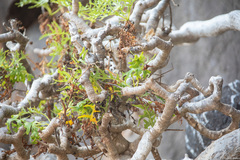 Sonchus laceratus