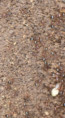Solenopsis invicta