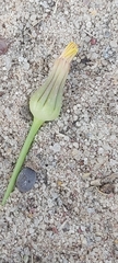 Urospermum picroides