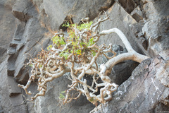 Sonchus laceratus