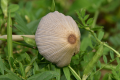 Coprinellus xanthothrix