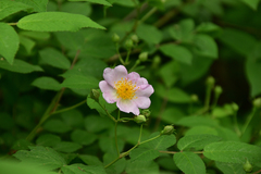 Rosa multiflora cathayensis