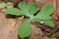 Hypochaeris laevigata