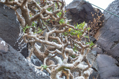 Sonchus laceratus