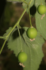 Celtis australis image