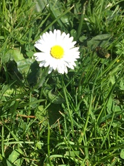 Bellis perennis