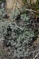 Artemisia alba