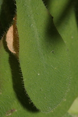 Hypochaeris laevigata