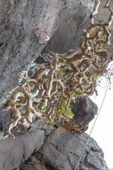 Sonchus laceratus