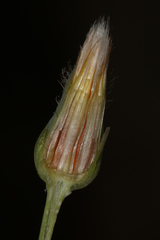 Hypochaeris laevigata