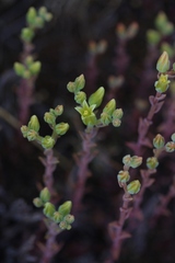 Dudleya parva