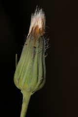 Hypochaeris laevigata