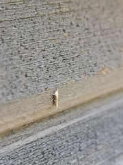 Isophrictis anthemidella