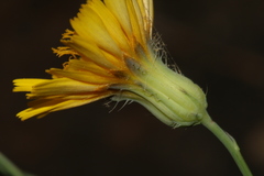 Hypochaeris laevigata