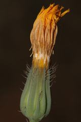Hypochaeris laevigata