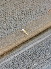 Isophrictis anthemidella