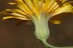 Hypochaeris laevigata