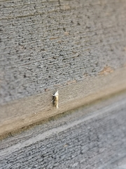 Isophrictis anthemidella