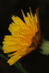 Hypochaeris laevigata