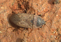 Naphiellus dilutus