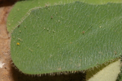 Hypochaeris laevigata