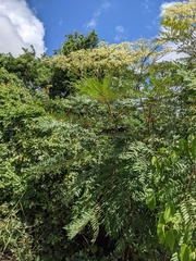 Dictyoloma peruvianum