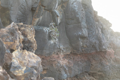 Sonchus laceratus