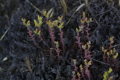 Dudleya parva
