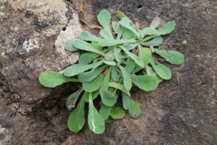 Hypochaeris laevigata