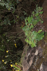 Hypochaeris laevigata