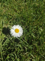 Bellis perennis