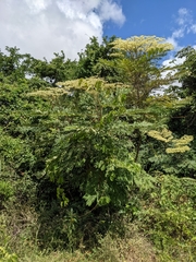 Dictyoloma peruvianum