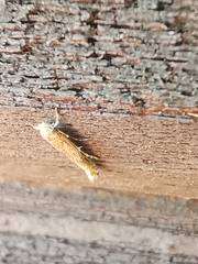 Isophrictis anthemidella