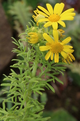 Jacobaea delphiniifolia
