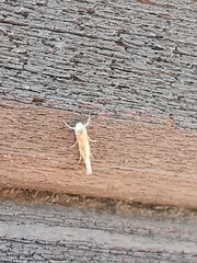 Isophrictis anthemidella