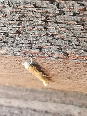 Isophrictis anthemidella