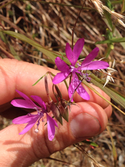 Clarkia biloba