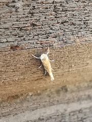 Isophrictis anthemidella