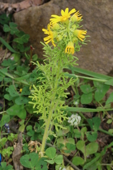 Jacobaea delphiniifolia