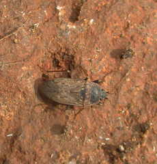 Naphiellus dilutus