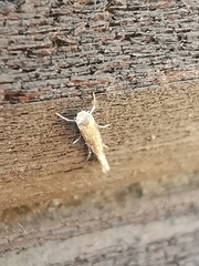 Isophrictis anthemidella