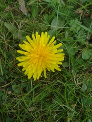 Taraxacum
