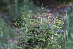Scrophularia parviflora